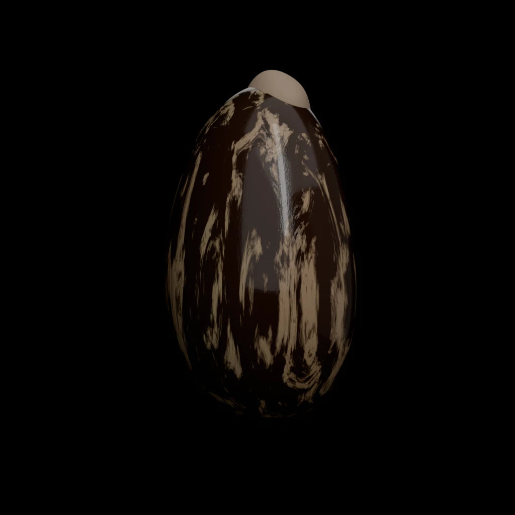 Castor bean seed of Ricinus communis, studio shot